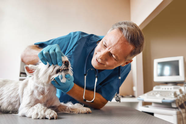 Best Emergency X-Rays and Diagnostics in Pleasant Run, OH